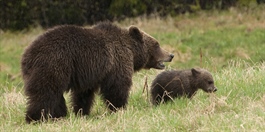 Fortsatt få bjørner i Norge